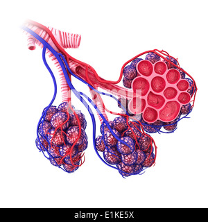 Gli alveoli umano tagliato via computer grafica. Foto Stock