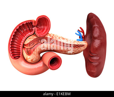 Pancreas umano cut-out computer grafica. Foto Stock