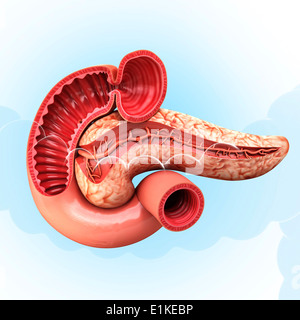 Pancreas umano cut-out computer grafica. Foto Stock