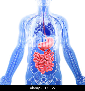 Il piccolo intestino computer grafica. Foto Stock