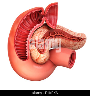 Pancreas umano cut-out computer grafica. Foto Stock