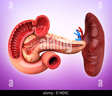 Pancreas umano cut-out computer grafica. Foto Stock