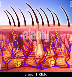 La pelle umana computer grafica. Foto Stock