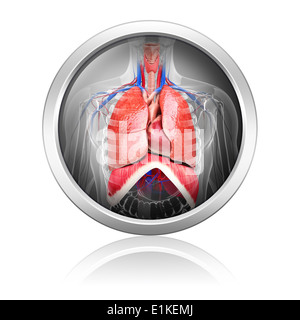 Respiratorio umano calcolatore sistema di opere d'arte. Foto Stock