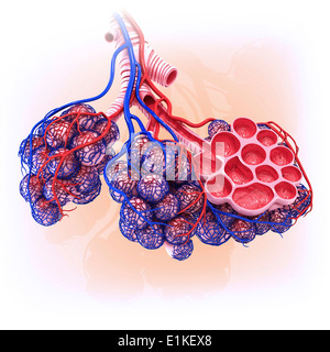 Gli alveoli umano tagliato via computer grafica. Foto Stock