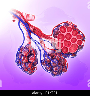 Gli alveoli umano tagliato via computer grafica. Foto Stock