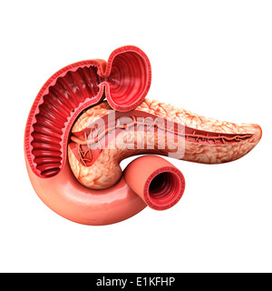 Pancreas umano cut-out computer grafica. Foto Stock