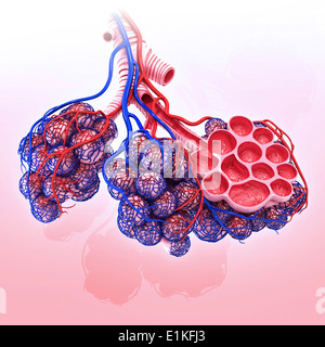 Gli alveoli umano tagliato via computer grafica. Foto Stock