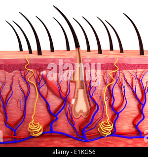 La pelle umana computer grafica. Foto Stock