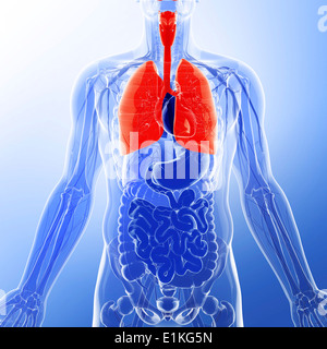 Polmoni umani computer grafica. Foto Stock