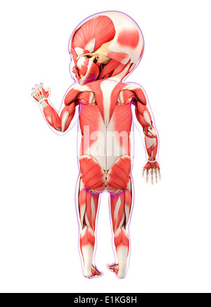 Baby's sistema muscolare computer grafica. Foto Stock