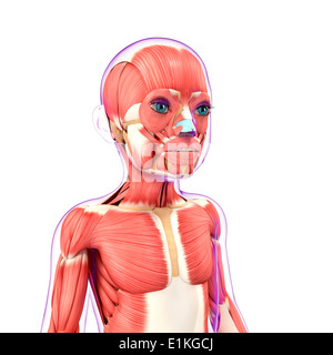 Bambino sistema muscolare computer grafica. Foto Stock
