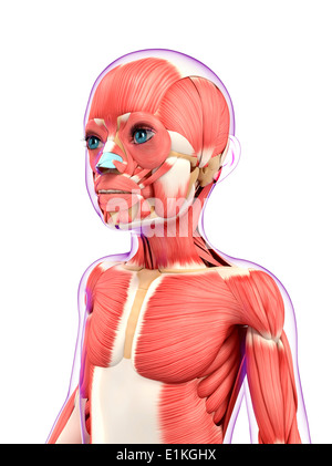 Sistema muscolare computer grafica. Foto Stock