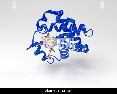 Molecola di emoglobina Computer illustrazione mostrante la struttura terziaria di una emoglobina subunità monomerica di emoglobina è un Foto Stock