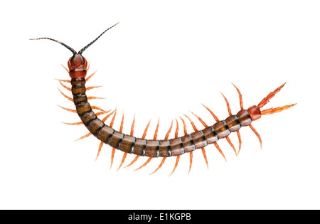 Gigante, centipede Ethmostigmus rubripes, pochi isolati su sfondo bianco Foto Stock