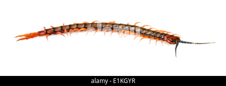 Gigante, centipede Ethmostigmus rubripes, pochi isolati su sfondo bianco Foto Stock