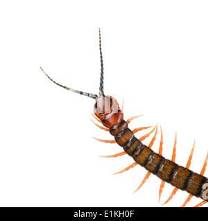 Gigante, centipede Ethmostigmus rubripes, pochi isolati su sfondo bianco Foto Stock