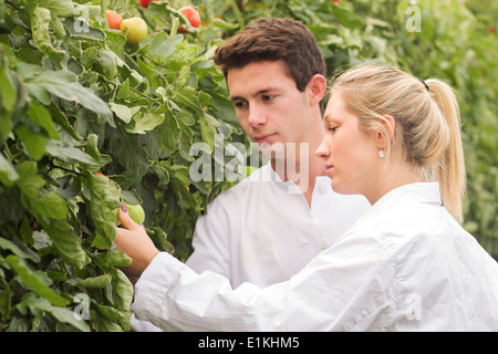 Modello rilasciato gli scienziati esaminando i pomodori che cresce su una pianta. Foto Stock