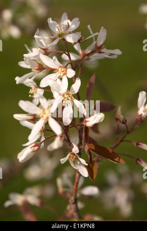 Dettaglio di Amelanchier lamarckii contro un morbido sfondo verde mostra anche le foglie bronzato. Foto Stock