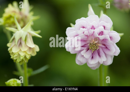 Aquilegia doppia bianca rosa luminoso petali viola Foto Stock