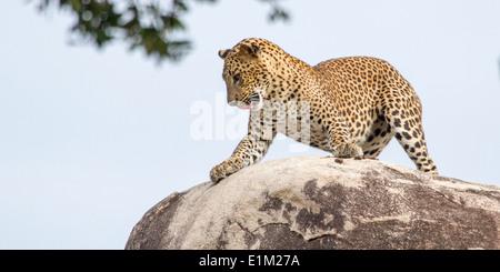 Un maschio di leopard sulla sommità di leopard rock, iniziando a salire in alto, nel parco nazionale Yala, Sri lanka, asia Foto Stock