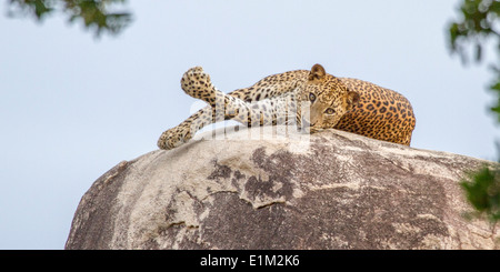 Un maschio di leopard posa disteso sulla sommità del leopard rock, testa in alto, nel parco nazionale Yala, sri lanka Foto Stock