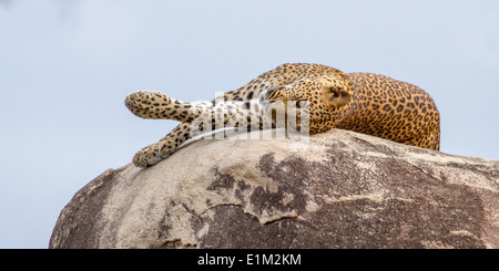 Un maschio di leopard posa disteso sulla sommità del leopard rock, a testa in giù nel parco nazionale Yala, Sri lanka, come Foto Stock