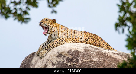 Un maschio di leopard posa disteso sulla sommità del leopard rock, testa e sbadigli, in yala national park, Sri lanka, asia Foto Stock