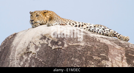 Un maschio di leopard posa disteso sulla sommità del leopard rock, vista ravvicinata, in yala national park, Sri lanka, asia Foto Stock