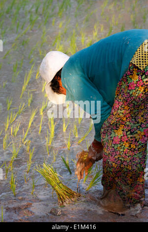 Donna di piantare il riso in Cambogia Foto Stock