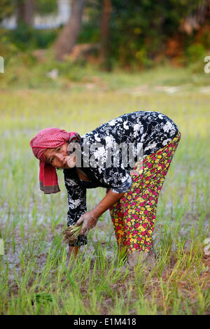 Donna di piantare il riso in Cambogia Foto Stock