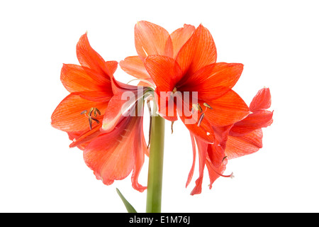 Blooming Amaryllis rosso su sfondo bianco Foto Stock