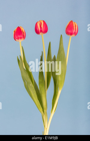 Tre tulipani rossi contro uno sfondo blu Foto Stock