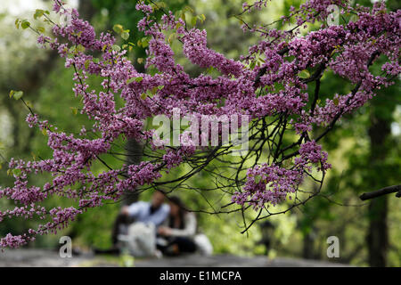 Central Park Foto Stock