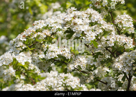 Fiori di biancospino , Crataegus monogyna, Foto Stock