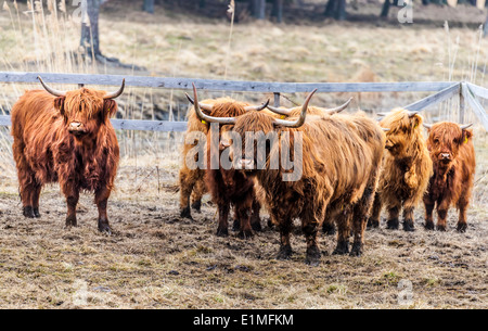 Highland Cattle Foto Stock