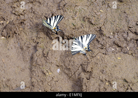 Gruppo di farfalle succhiare proboscide di fango. Farfalla Iphiclides podalirius. Foto Stock