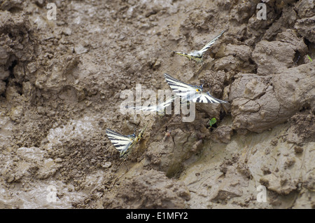 Gruppo di farfalle succhiare proboscide di fango. Farfalla Iphiclides podalirius. Foto Stock