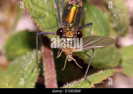 Belle demoiselle damselfly (Calopteryx virgo) mangiando una mayfly, UK. Foto Stock
