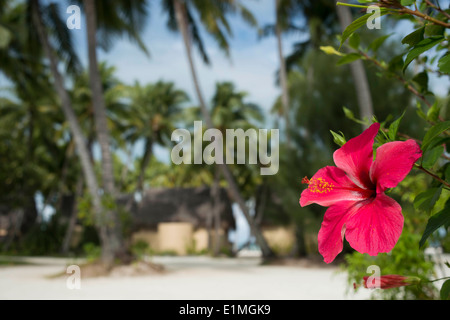 Aitutaki. Isole Cook. Polinesia. Oceano Pacifico del sud. Alcune delle spiagge con palm tres. Aitutaki (Aye-troppo-tah-ki) Foto Stock