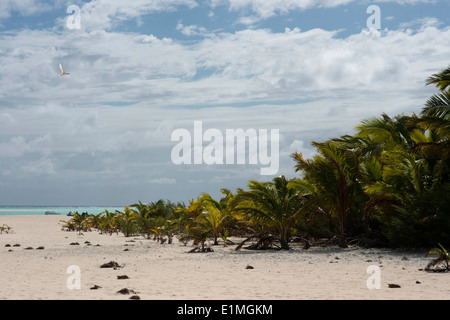 Aitutaki. Isole Cook. Polinesia. Oceano Pacifico del sud. Alcune delle spiagge con palm tres. Aitutaki (Aye-troppo-tah-ki) Foto Stock