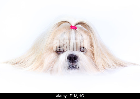 Shih tzu cane close-up verticale. Foto Stock