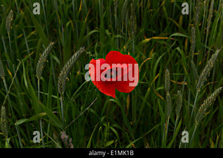 Papavero rosso nel campo di grano (Papaver rhoeas) Foto Stock