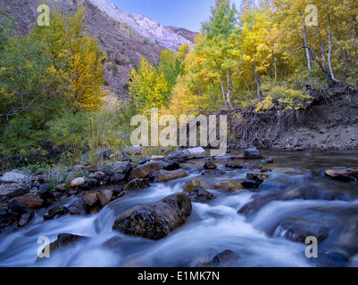 Mcgee Creek e caduta aspens colorati, Inyo National Forest, Eastern Sierra Nevada, in California Foto Stock