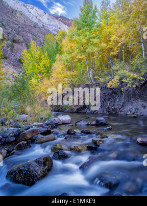 Mcgee Creek e caduta aspens colorati, Inyo National Forest, Eastern Sierra Nevada, in California Foto Stock