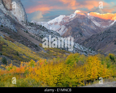 Mcgee Creek il drenaggio con caduta pioppi neri americani colorati e alberi di Aspen. Eastern Sierra Nevada, in California Foto Stock