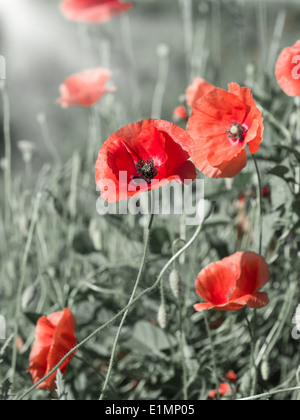 Campo di fioritura di papaveri rossi nel campo Foto Stock