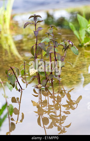 Mentha aquatica. Acqua menta in un nuovo impianto di stagno. Foto Stock