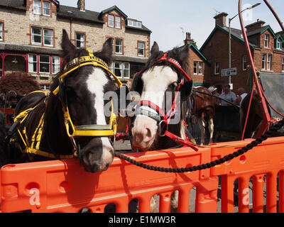 Appleby-in-Westmoreland, Cumbria Inghilterra - Giugno 06, 2014: cavalli impastoiati in strada durante la Appleby Horse Fair, un incontro annuale di zingari e nomadi che si svolge nella prima settimana di giugno. Appleby Fair è unico in Europa e attrae circa 10.000 gli zingari e i girovaghi e fino a 30.000 visitatori. Credito: AC Immagini/Alamy Live News Foto Stock