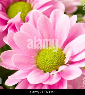 Chiudere l immagine del mazzetto di rosa crisantemi Foto Stock